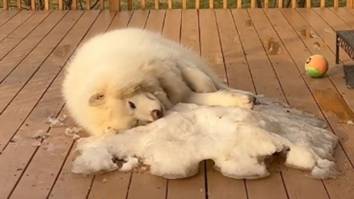 Illustration : "Un Malamute de l'Alaska triste de dire 