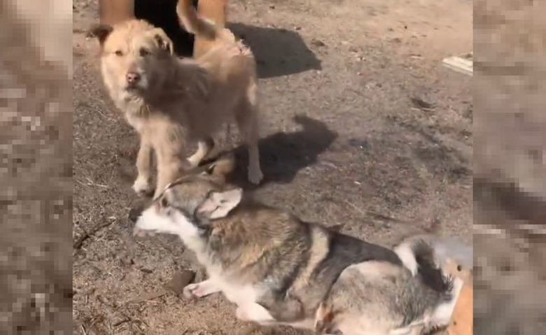 https://www.woopets.fr/assets/img/013/408/bannerbig2021/une-association-allemande-ouvre-un-refuge-en-pologne-pour-les-animaux-de-compagnie-confrontes-aux-affres-de-la-guerre.jpg