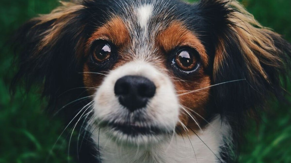 Illustration : "19 portraits de chiens et de chevaux réalisés par une photographe passionnée d'animaux"