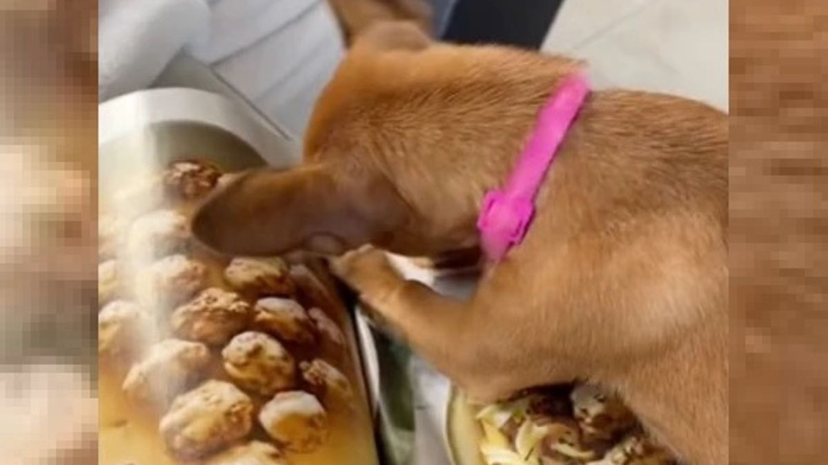 Illustration : "Elle filme son chiot gourmand qui essaye de manger de la nourriture photographiée dans un magazine !"