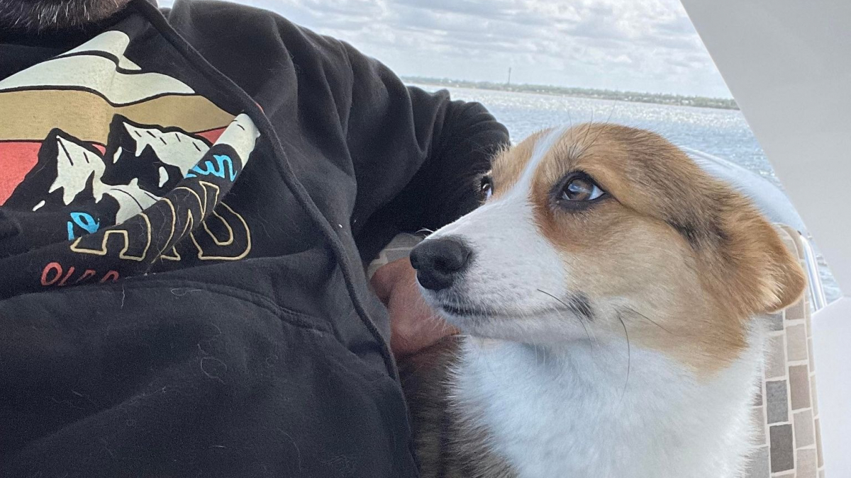 Illustration : "« C'était la panique absolue » : un Corgi tombe d'un bateau, sa famille le recherche sans relâche jusqu'à l'arrivée d'une bonne nouvelle"