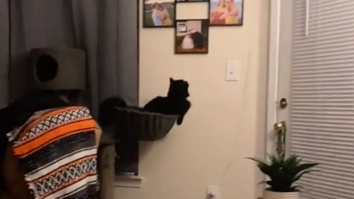 Illustration : "La vidéo adorable d'une chatte fixant une caméra de surveillance et écoutant la voix de son propriétaire parti travailler"