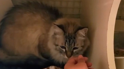 Illustration : Délaissée par ses anciens propriétaires qui « ne pouvaient plus s'occuper d'elle », cette chatte retrouve l'amour à 10 ans (vidéo)
