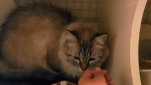 Illustration : Délaissée par ses anciens propriétaires qui « ne pouvaient plus s'occuper d'elle », cette chatte retrouve l'amour à 10 ans (vidéo)