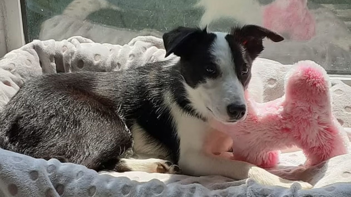 Illustration : "L'histoire insolite d'un Border Collie qui se perd lors d'une promenade et prend le bus pour rentrer chez lui !"