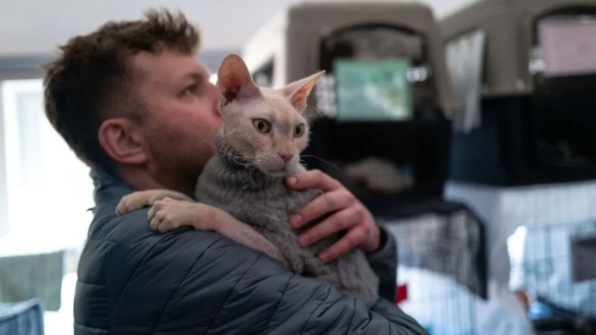 Illustration : "Un vétérinaire audacieux traverse l'Ukraine pour sauver des centaines d'animaux pris au piège au cœur du conflit"