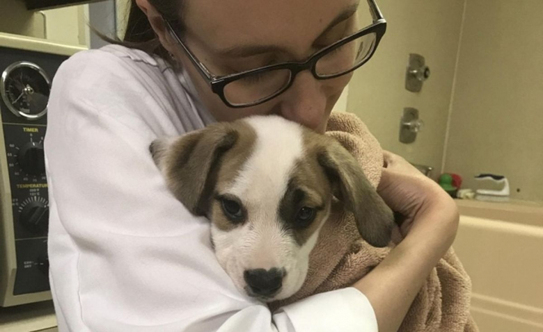 https://www.woopets.fr/assets/img/013/437/bannerbig2021/12-photos-prouvant-que-les-animaux-de-compagnie-sont-les-patients-les-plus-mignons.jpg