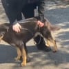 Illustration : Persuad&eacute;s que leur chien est homosexuel, ils l'abandonnent dans un refuge du jour au lendemain
