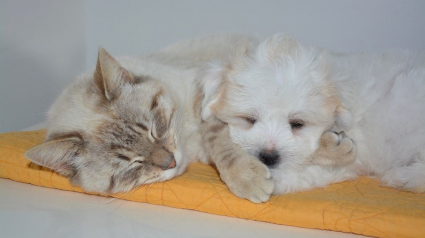 Illustration : 8 astuces insolites (mais simples !) pour retirer les poils de chat et de chien