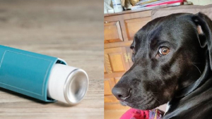 Illustration : "Elle entend une détonation et comprend qu'un inhalateur a explosé dans la gueule de sa chienne !"