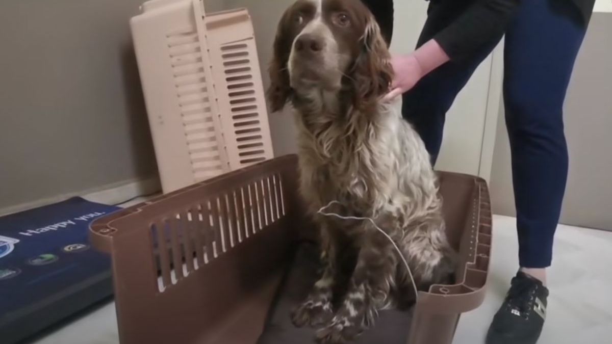 Illustration : "Un chien découvert avec un fil de fer attaché autour du corps implore silencieusement de l'aide avec ses yeux (vidéo)"