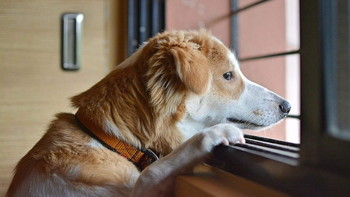 Illustration : "Le retour au bureau après 2 ans de télétravail pourrait affecter la santé mentale de votre animal selon une éducatrice canin"