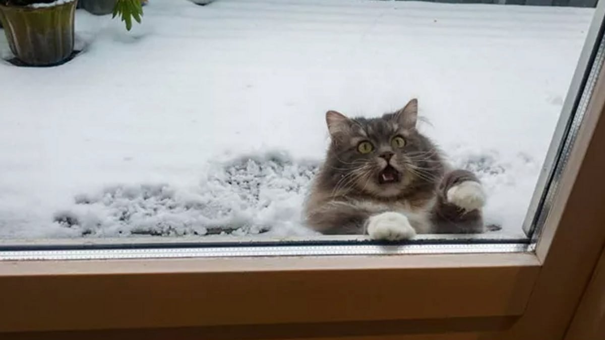 Illustration : "12 photos de chats qui regrettent d'avoir succombé à la curiosité"