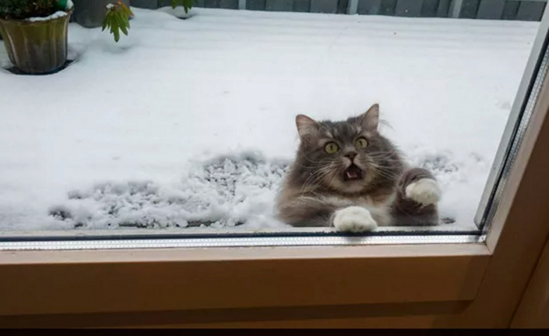 https://www.woopets.fr/assets/img/013/454/bannerbig2021/12-photos-de-chats-qui-regrettent-d-avoir-succombe-a-la-curiosite.jpg