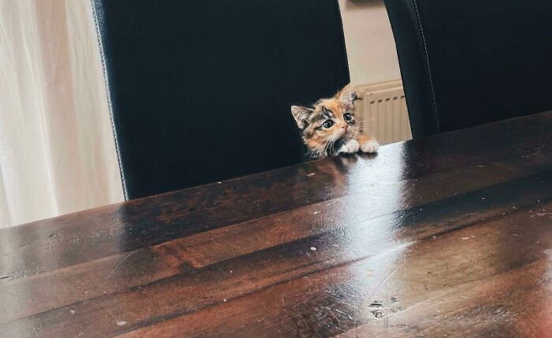 https://www.woopets.fr/assets/img/013/455/bannerbig2021/ces-20-photos-demontrent-que-les-chats-ont-un-charme-fou.jpg
