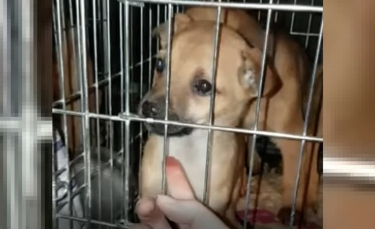 Illustration : "Comment l'association PETA a sauvé plus de 600 chiens et chats depuis le début du conflit en Ukraine ?"