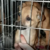 Illustration : Comment l'association PETA a sauvé plus de 600 chiens et chats depuis le début du conflit en Ukraine ?