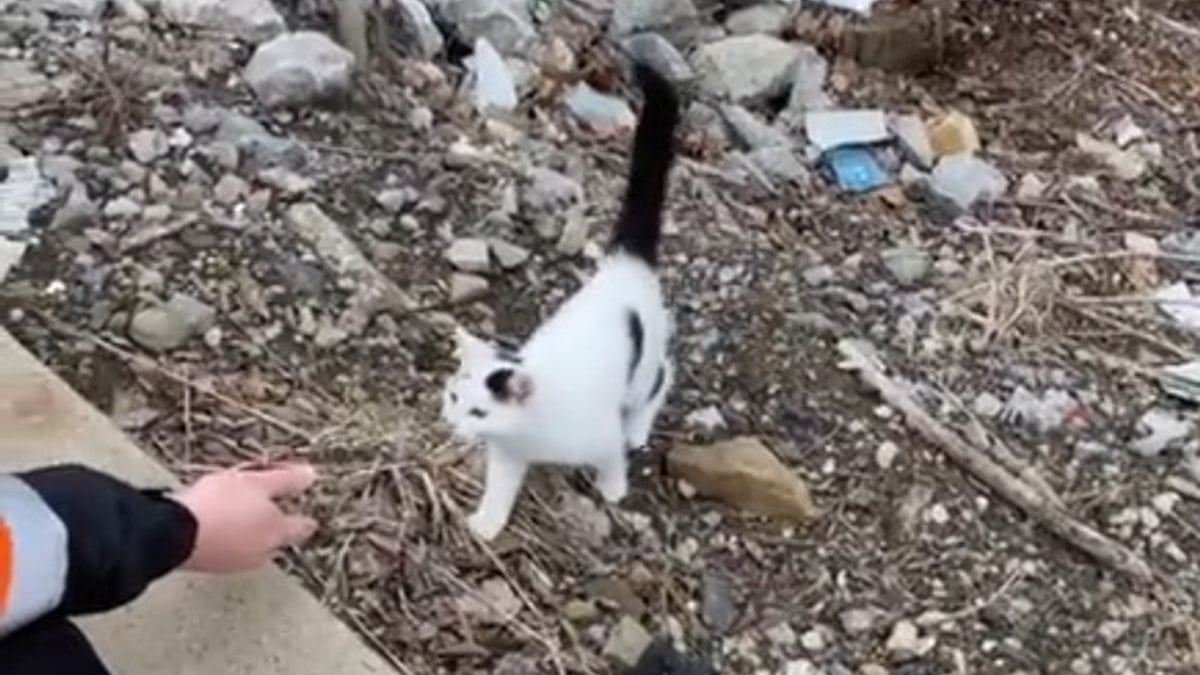 Illustration : "Un chaton errant interpelle les employés d'une société de bus. Ils lui trouvent un nom et une famille !"