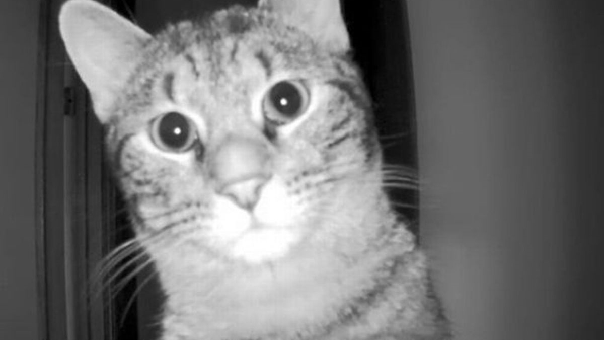 Illustration : "La réaction hilarante d'un chat découvrant la caméra avec laquelle son maître l'espionne ! (vidéo)"