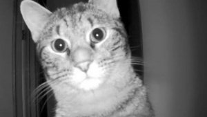 Illustration : La réaction hilarante d'un chat découvrant la caméra avec laquelle son maître l'espionne ! (vidéo)