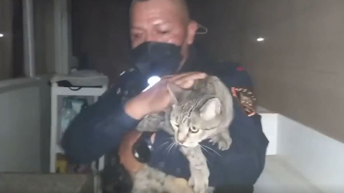 Illustration : "La vidéo impressionnante du sauvetage d'un chat par un policier dans le bureau du maire de la ville"