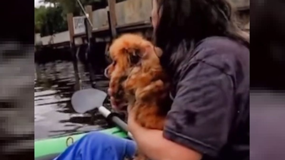 Illustration : "Un chien disparait dans le canal ! 8 heures après sa chute dans l'eau, une détective en canoë se lance à sa recherche (vidéo)"