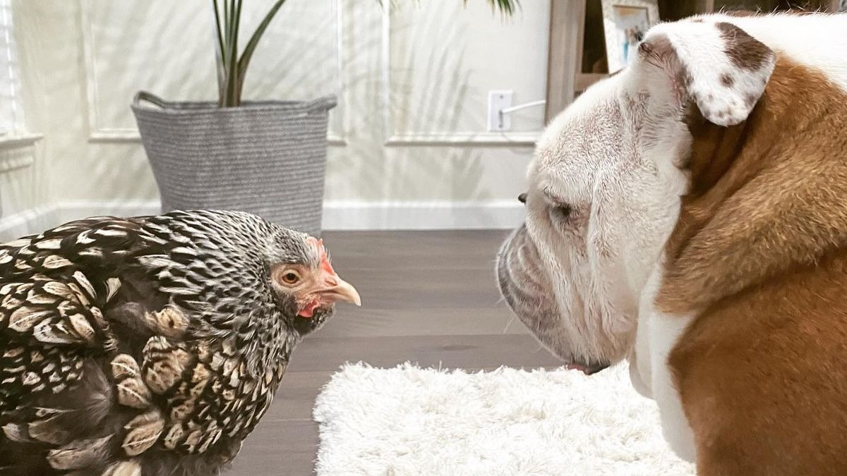 Illustration : "Découvrez l'histoire attendrissante de cette amitié entre un chien et un poulet"