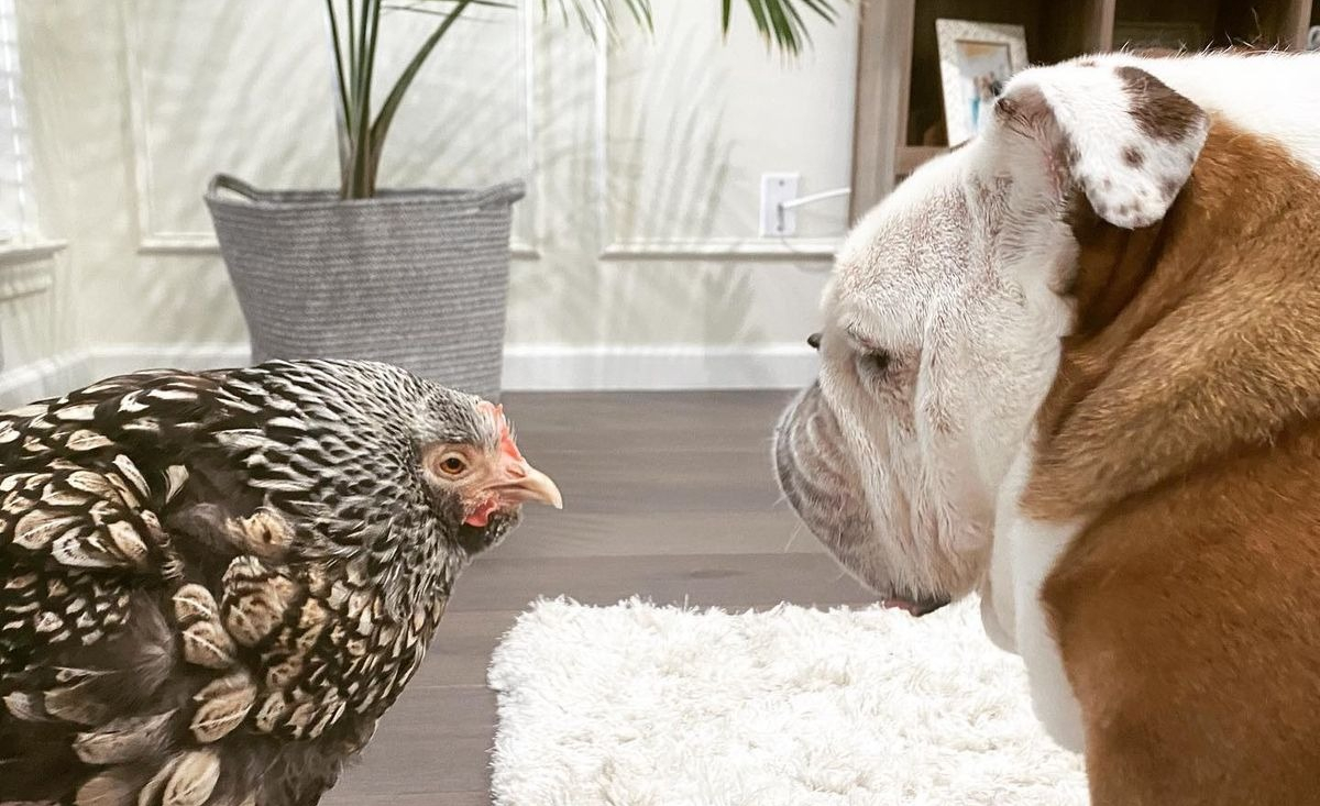 Illustration : "Découvrez l'histoire attendrissante de cette amitié entre un chien et un poulet"