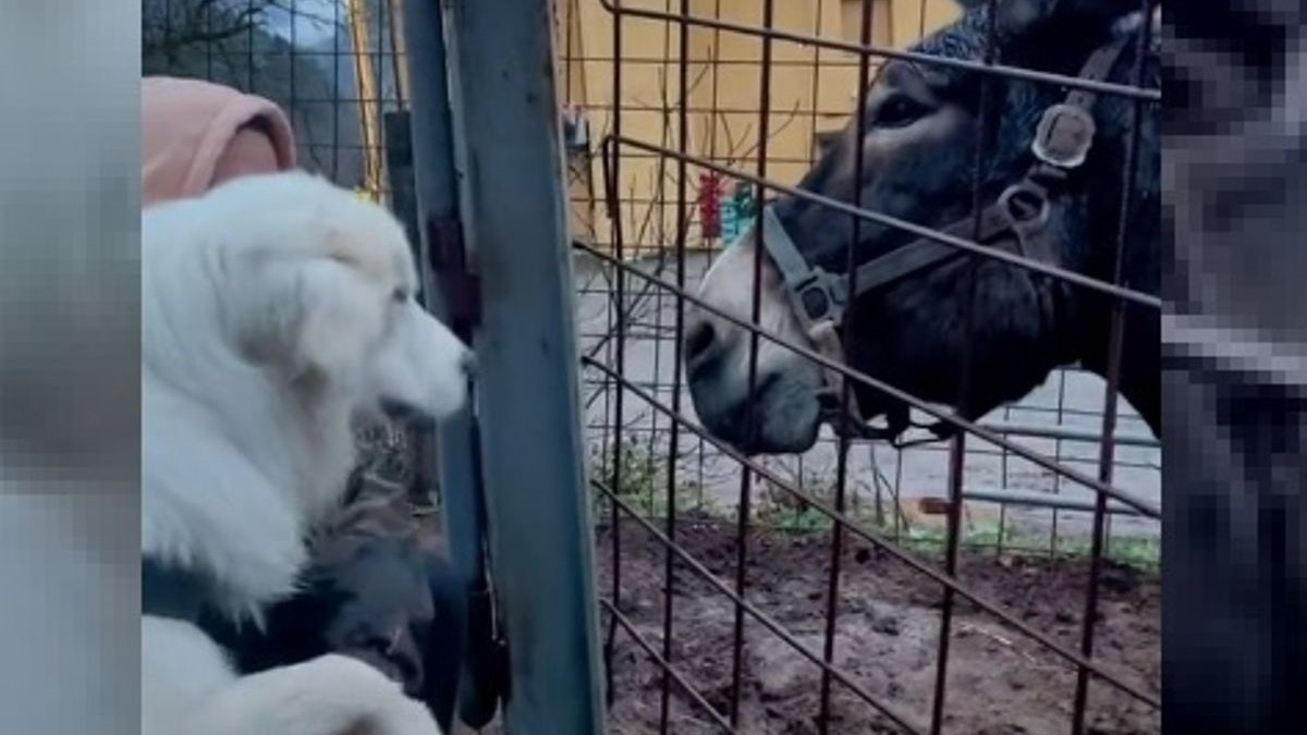 Illustration : "Il tend la main vers la bouche d'un âne, son chien l'écarte avec sa patte pour le protéger ! (Vidéo) "