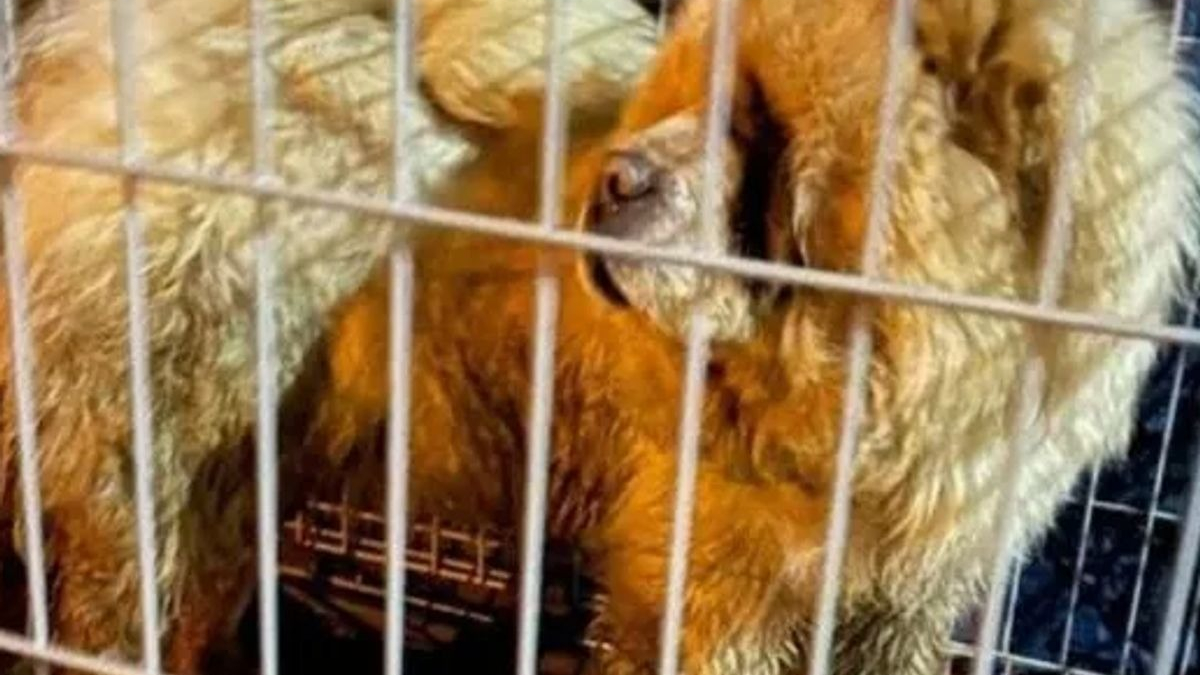 Illustration : "Un Chow Chow abandonné dans une cage et couvert de vomi fait une rencontre providentielle"