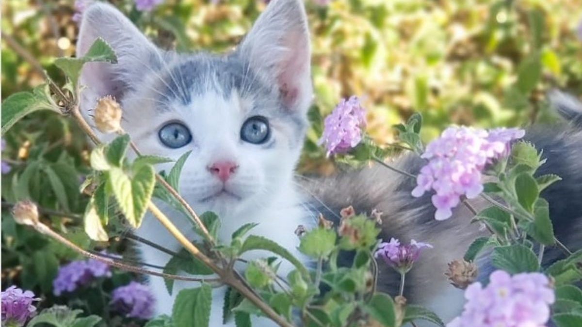 14 jolies photos de chats qui savourent les prémices du printemps
