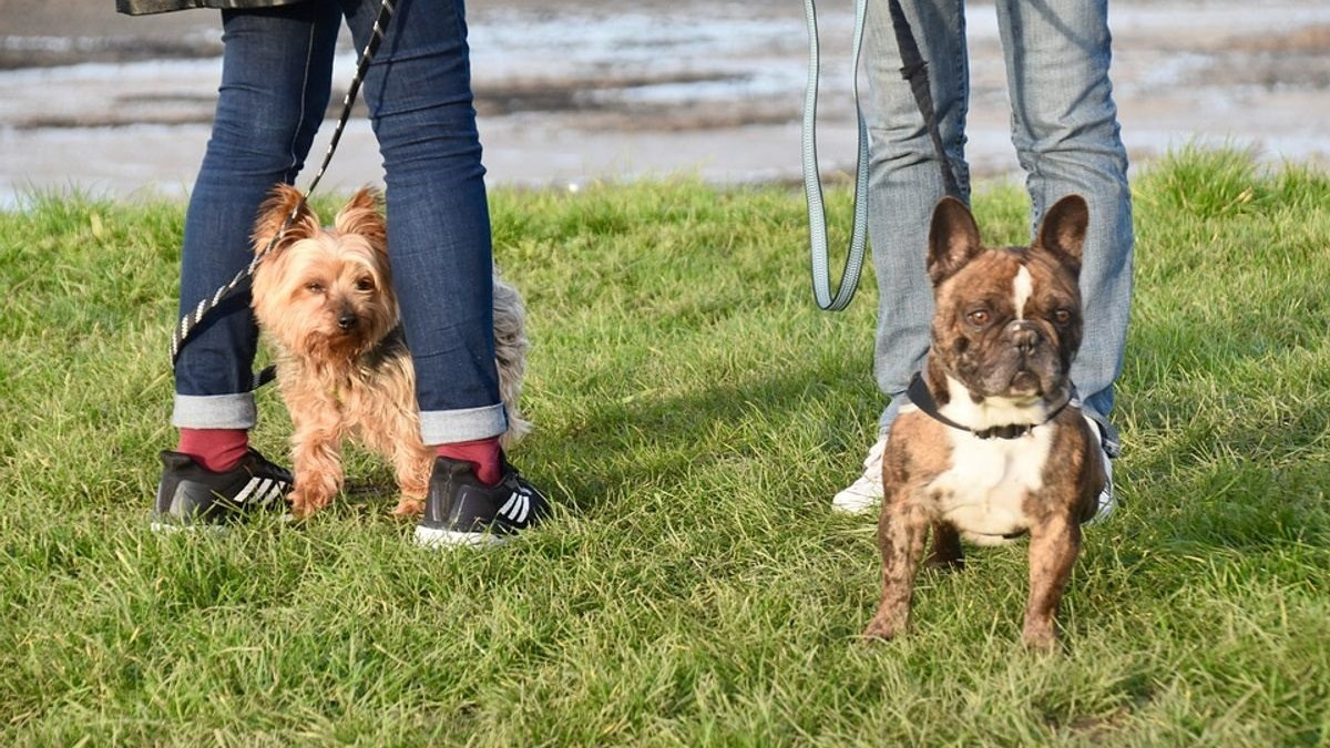 Illustration : "10 faux pas commis par les propriétaires de chiens en promenade pointés du doigt par des vétérinaires"