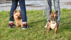 Illustration : 10 faux pas commis par les propriétaires de chiens en promenade pointés du doigt par des vétérinaires