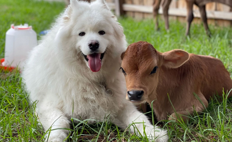 https://www.woopets.fr/assets/img/013/484/bannerbig2021/des-veaux-orphelins-trouvent-refuge-dans-les-pattes-d-un-samoyede-doux-et-joueur.jpg