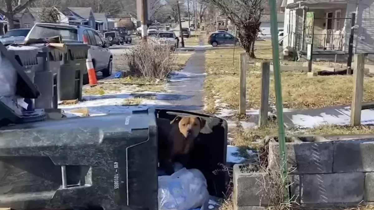 Illustration : "Un chien errant qui a élu domicile dans une poubelle chemine vers une vie meilleure grâce à une association (vidéo)"