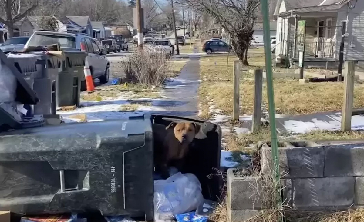 Illustration : "Un chien errant qui a élu domicile dans une poubelle chemine vers une vie meilleure grâce à une association (vidéo)"