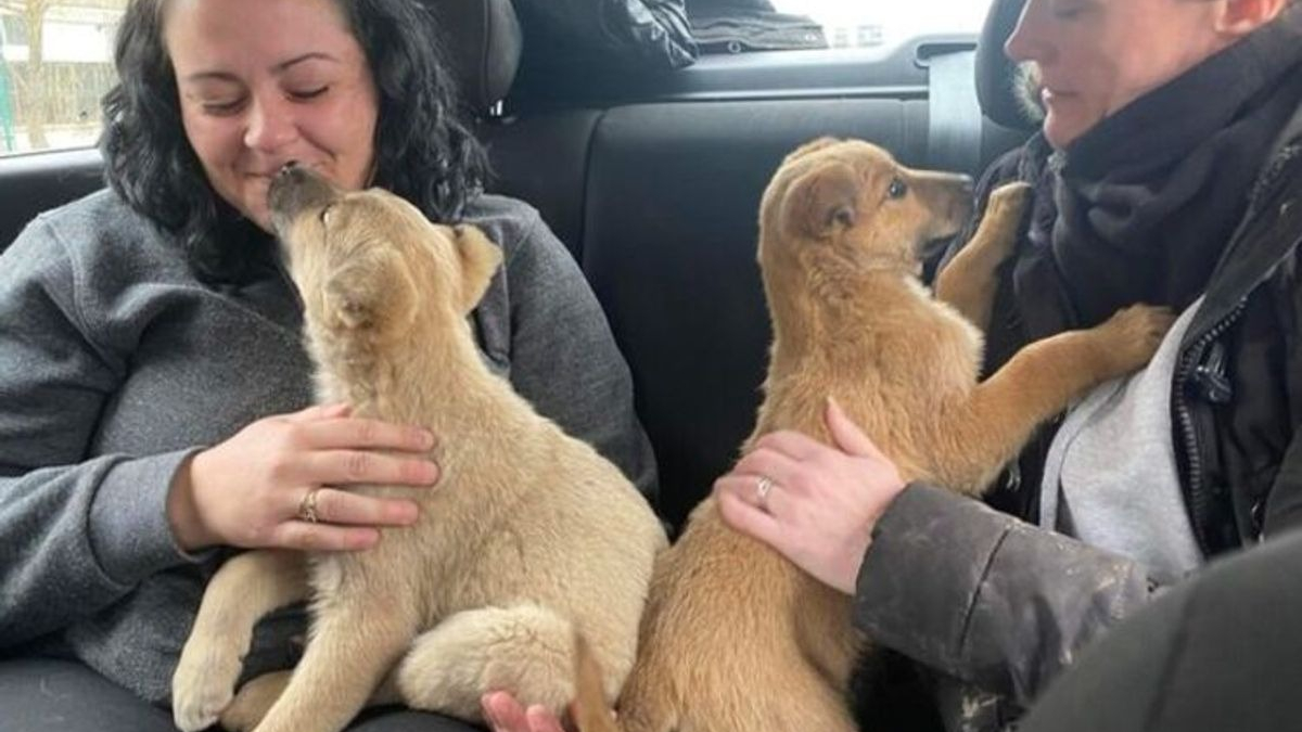 Illustration : "2 chiots âgés de 3 mois ne peuvent contenir leur excitation après avoir été secourus sur le bord de la route (vidéo)"