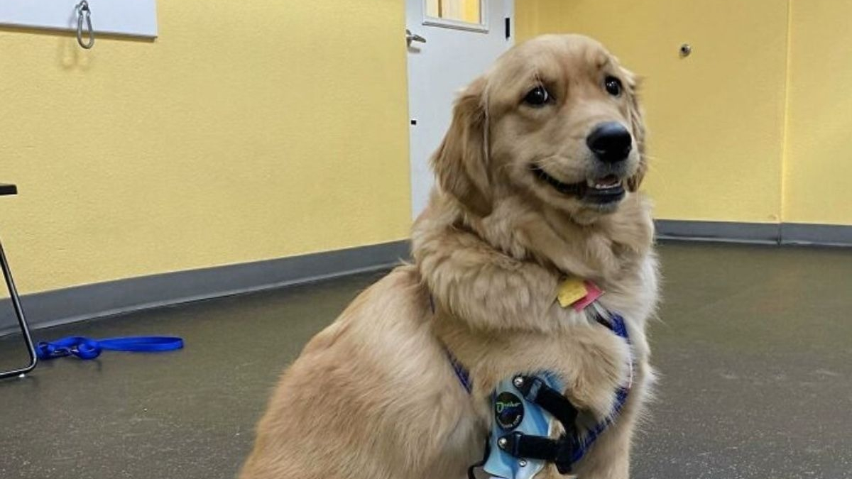 Illustration : "Un Golden Retriever à 3 pattes pose fièrement avec sa nouvelle prothèse et émeut les internautes"