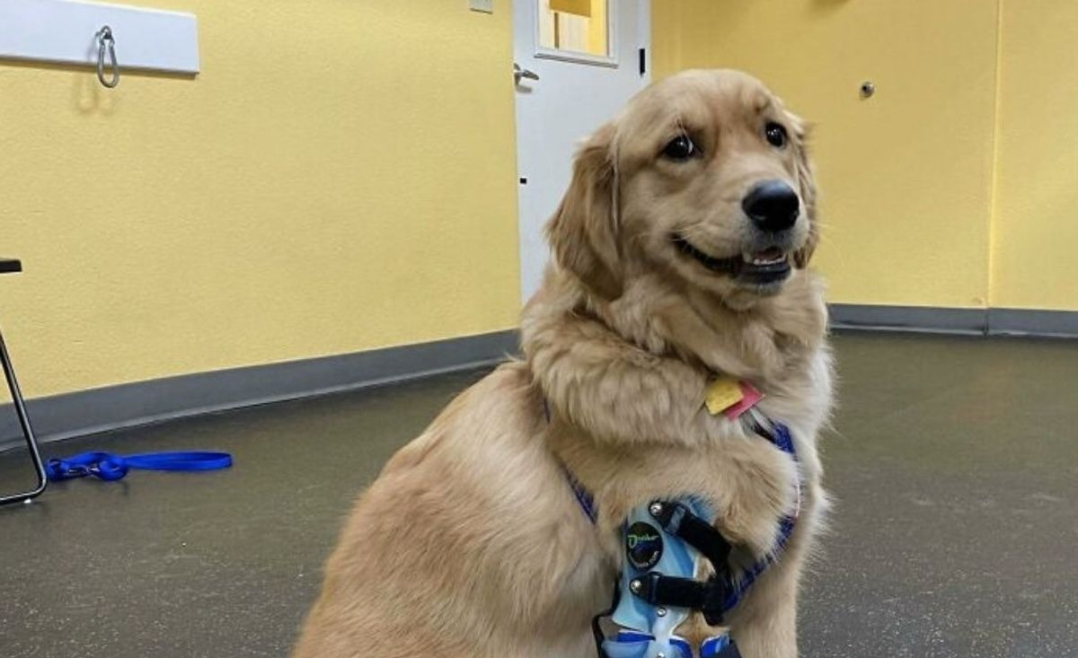 Illustration : "Un Golden Retriever à 3 pattes pose fièrement avec sa nouvelle prothèse et émeut les internautes"