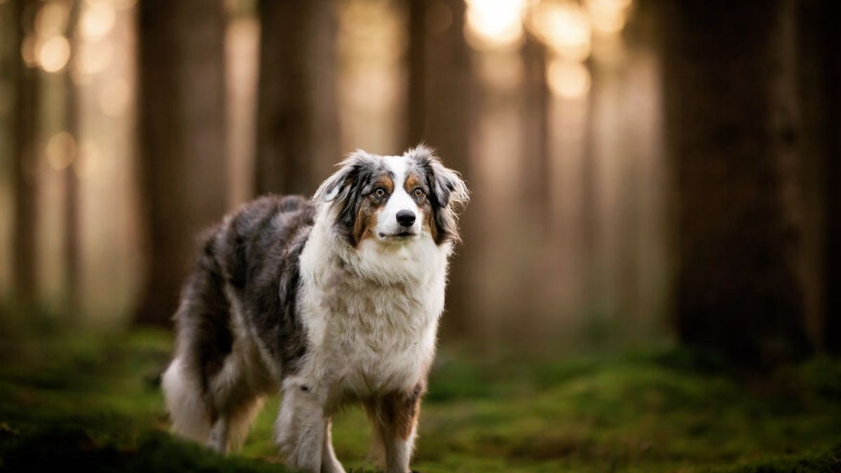 Illustration : "15 portraits de chiens sublimés par la lumière et les couleurs féériques de l’heure dorée"