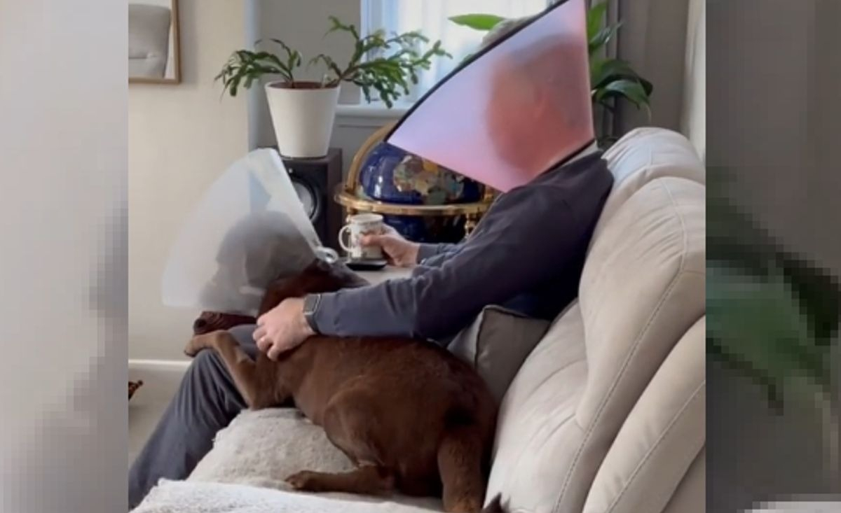 Illustration : "La séquence virale d'un homme portant une collerette vétérinaire afin de soutenir son chien opéré à l'oeil"