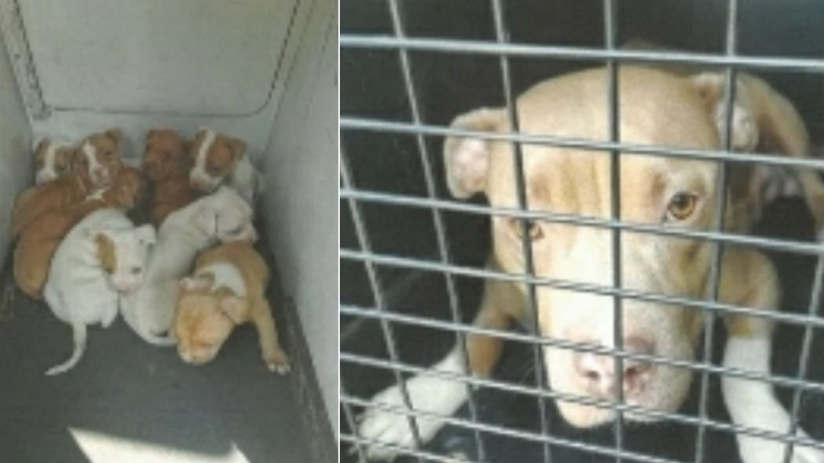 Illustration : "Découverte d'une chienne et de ses 8 chiots enfermés au milieu des détritus : la SPA porte plainte contre leur propriétaire"
