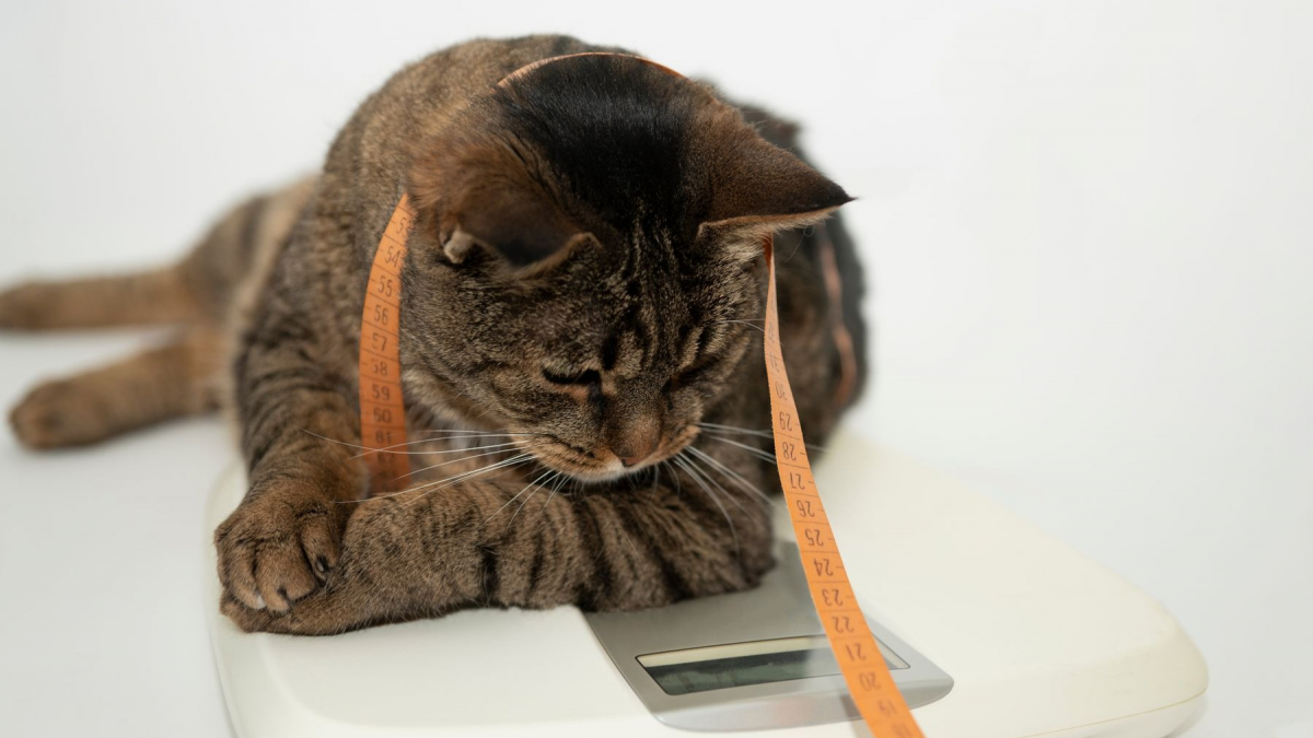 Illustration : "La gestion du poids idéal chez le chat"