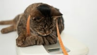 Illustration : La gestion du poids idéal chez le chat