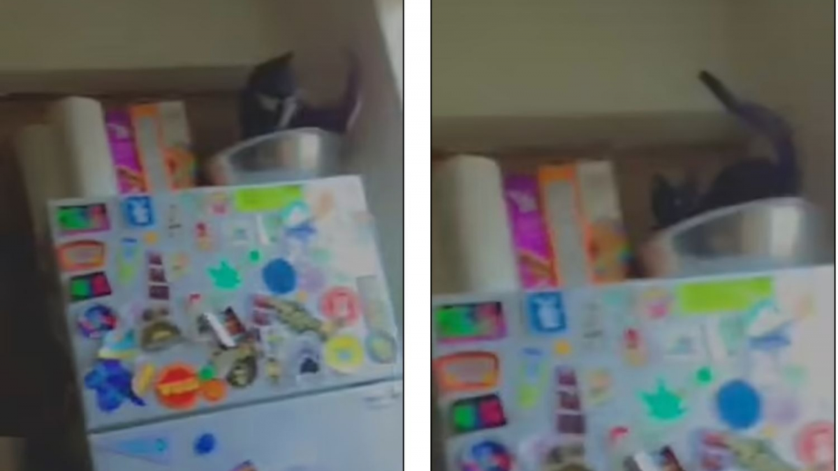 Illustration : "La vidéo curieuse d'un chat qui se coince entre un bol et un réfrigérateur a fait réagir plus de 2 millions de personnes"
