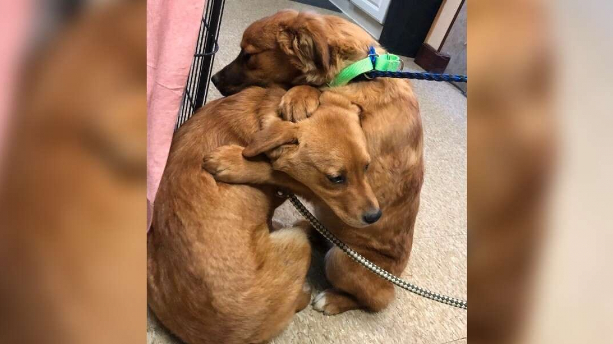 Illustration : "Un chiot réconforte sa soeur avec un câlin après avoir été sauvé de terribles conditions de vie"