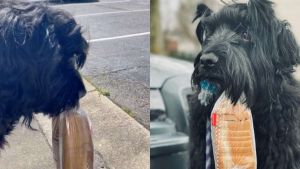 Illustration : "Ce chien insiste quotidiennement pour transporter avec sa bouche des objets insolites à chaque promenade (vidéo)"