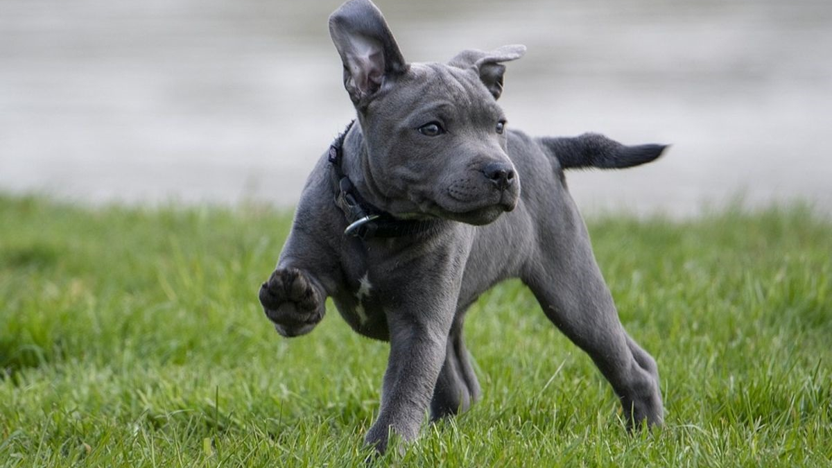 Illustration : "6 bons réflexes à avoir pour gérer et prévenir les périodes d’activité aléatoire frénétique chez le chien"