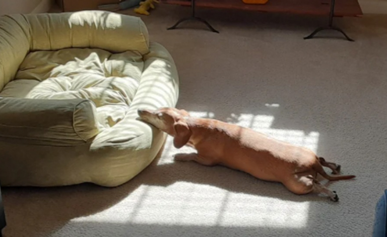 https://www.woopets.fr/assets/img/013/528/bannerbig2021/16-photos-de-chiens-dont-les-clowneries-les-rendent-encore-plus-attachants.jpg