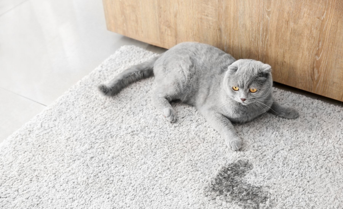 Illustration : "Prévenir les problèmes urinaires chez le chat"
